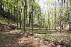 View from woods in back of cabin